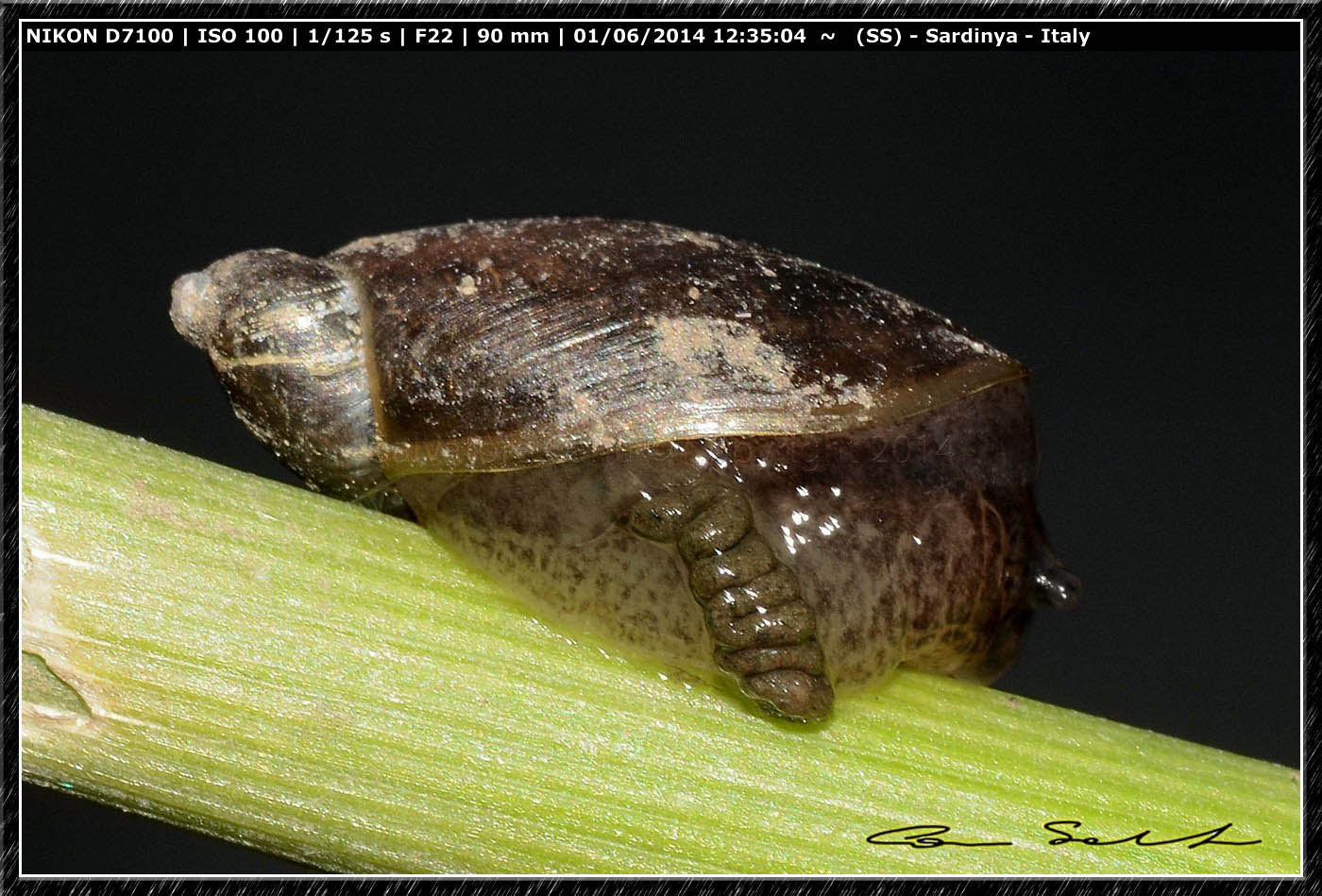 Ricerca Limax in Sardegna